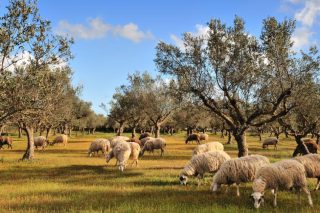 Αγρότες σε πέλαγος αβεβαιότητας